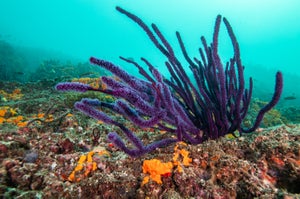 A purple coral that looks like a splay of fuzzy fingers, against a background of other coral and pale blue ocean.