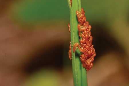 Close up of beetles in a flower shape.