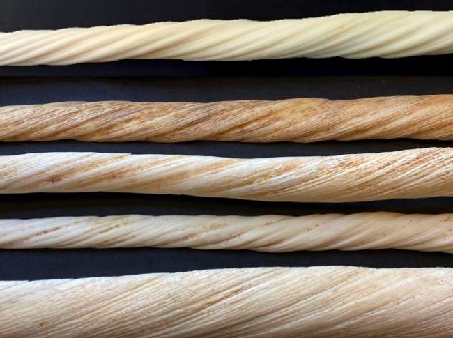 A collection of tusks showing the left-handed helix on the cementum.