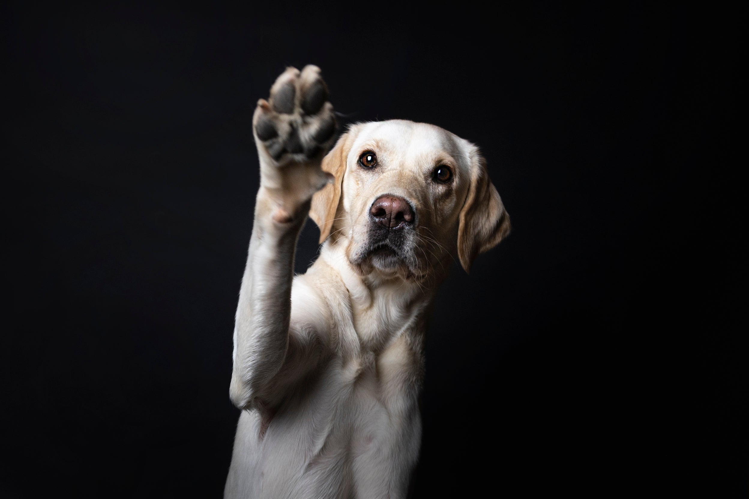Portrait of lab against black background