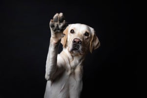Portrait of lab against black background