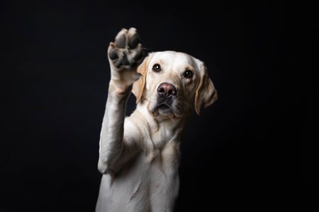 Portrait of lab against black background