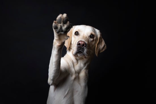 Portrait of lab against black background