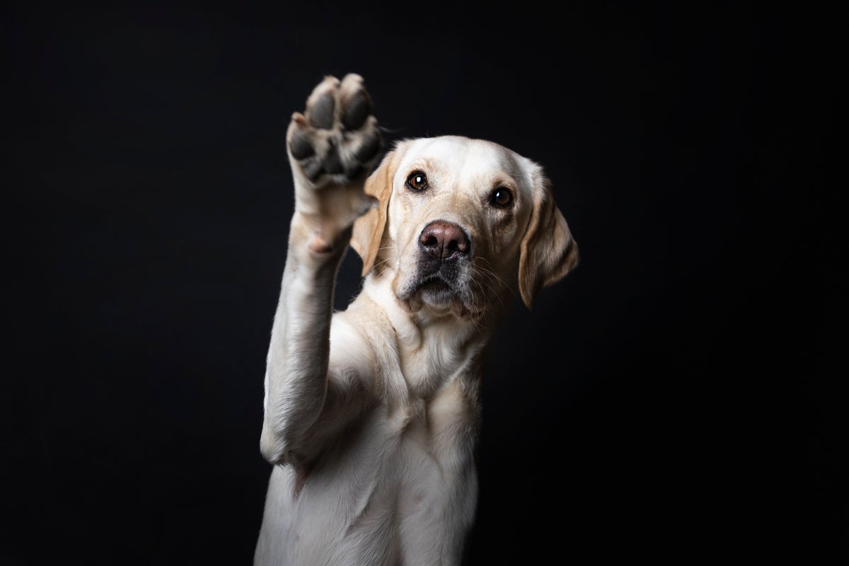 Portrait of lab against black background