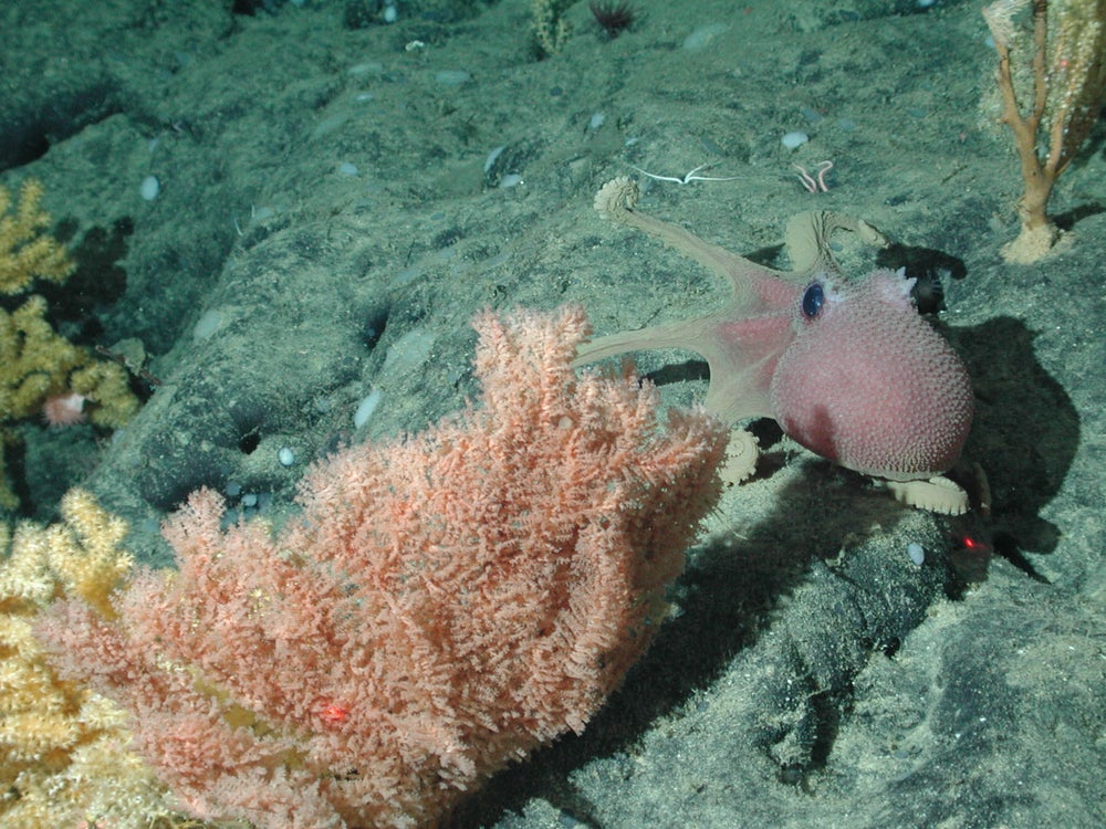 pulpo en aguas profundas