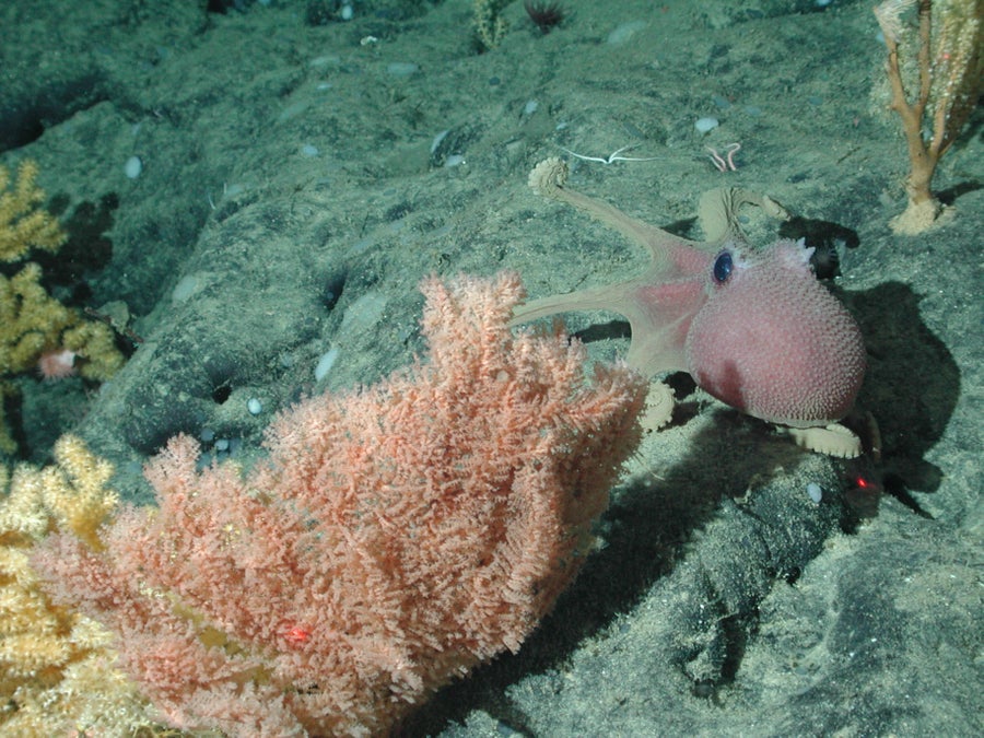 octopus in deep sea