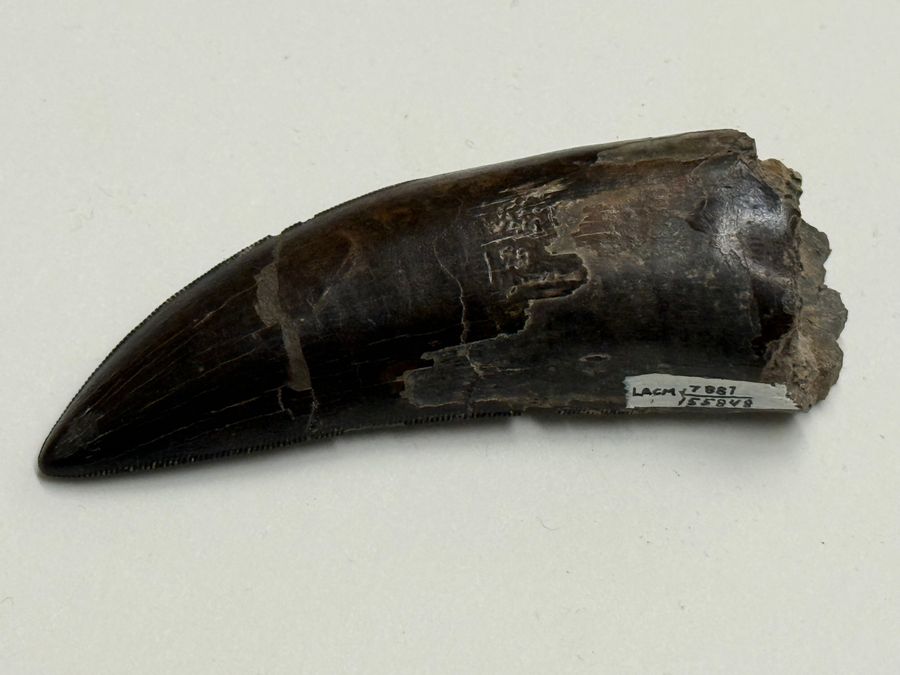 T. rex tooth