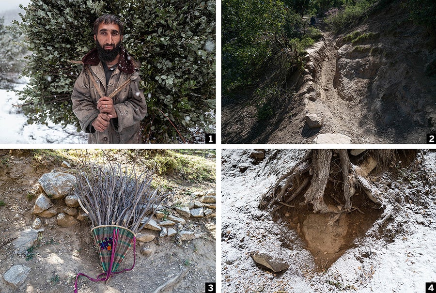Series of 4 photographs. The first shows a man in the snow facing the camera, with a large bundle of vegetation held on his back with a rope. The second shows the view down a nation and steep footpath. The third is a basket filled with branches. The fourth shows soil erosion under the roots of a tree.