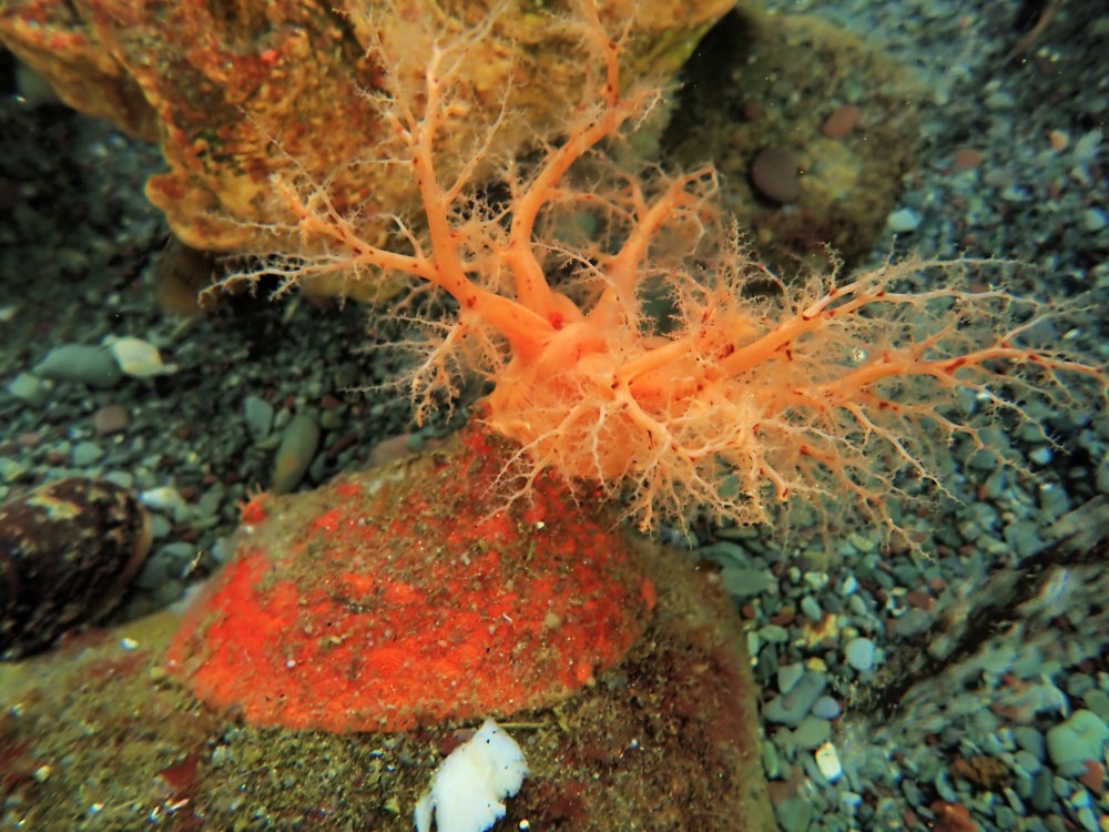 Un pepino de mar naranja en el océano.