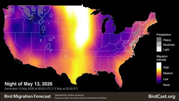 Map of the United States depicting the bird migration forecast for the night of May 13, 2026.
