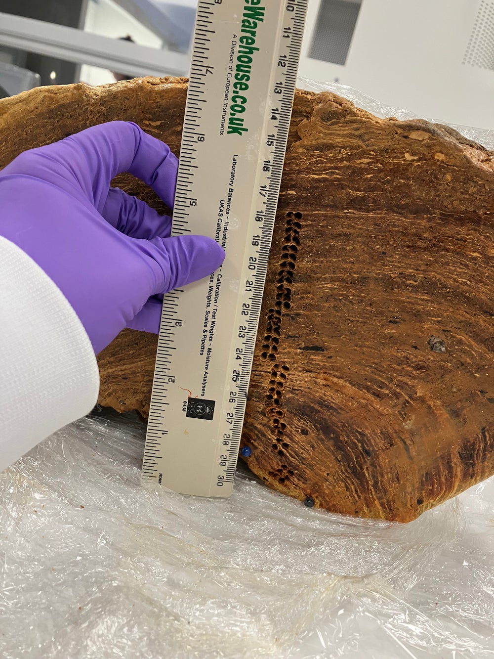Una mano enguantada sostiene una regla hasta un trozo de material marrón en capas de aproximadamente 7 pulgadas de alto del que se extraen pequeños agujeros periódicamente.