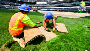 An image of workers installing turf on the World Cup pitch at Los Angeles Stadium