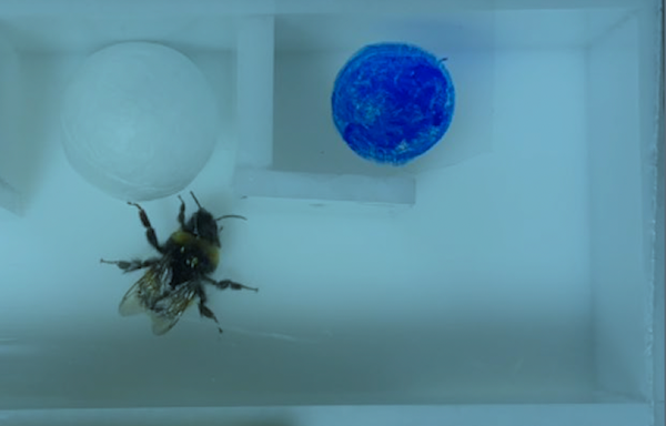 A bumblebee in an enclosure with a Styrofoam ball it can use to solve a problem.