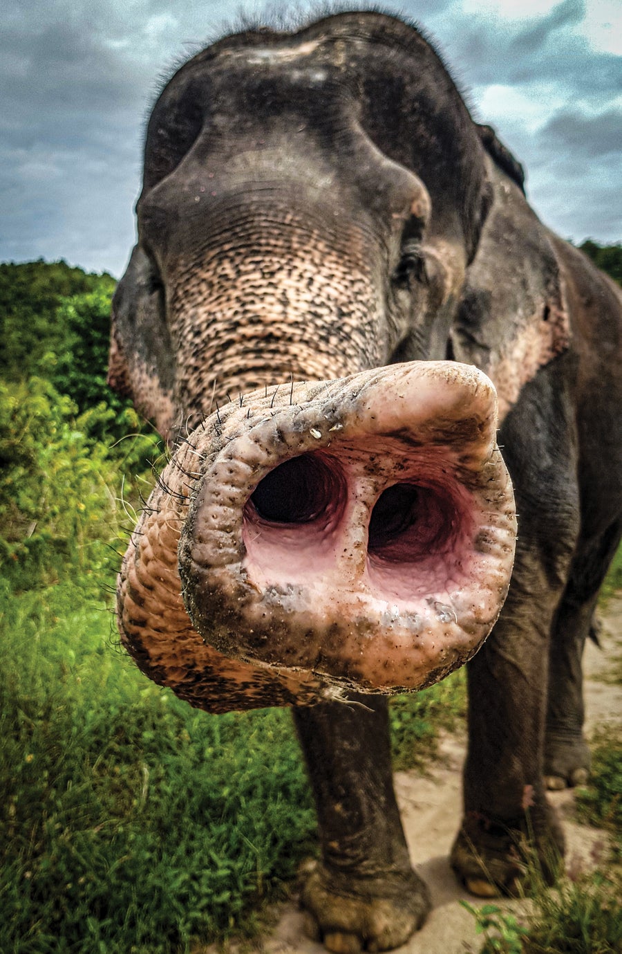 A close up of the inside of an elephant's trunk.