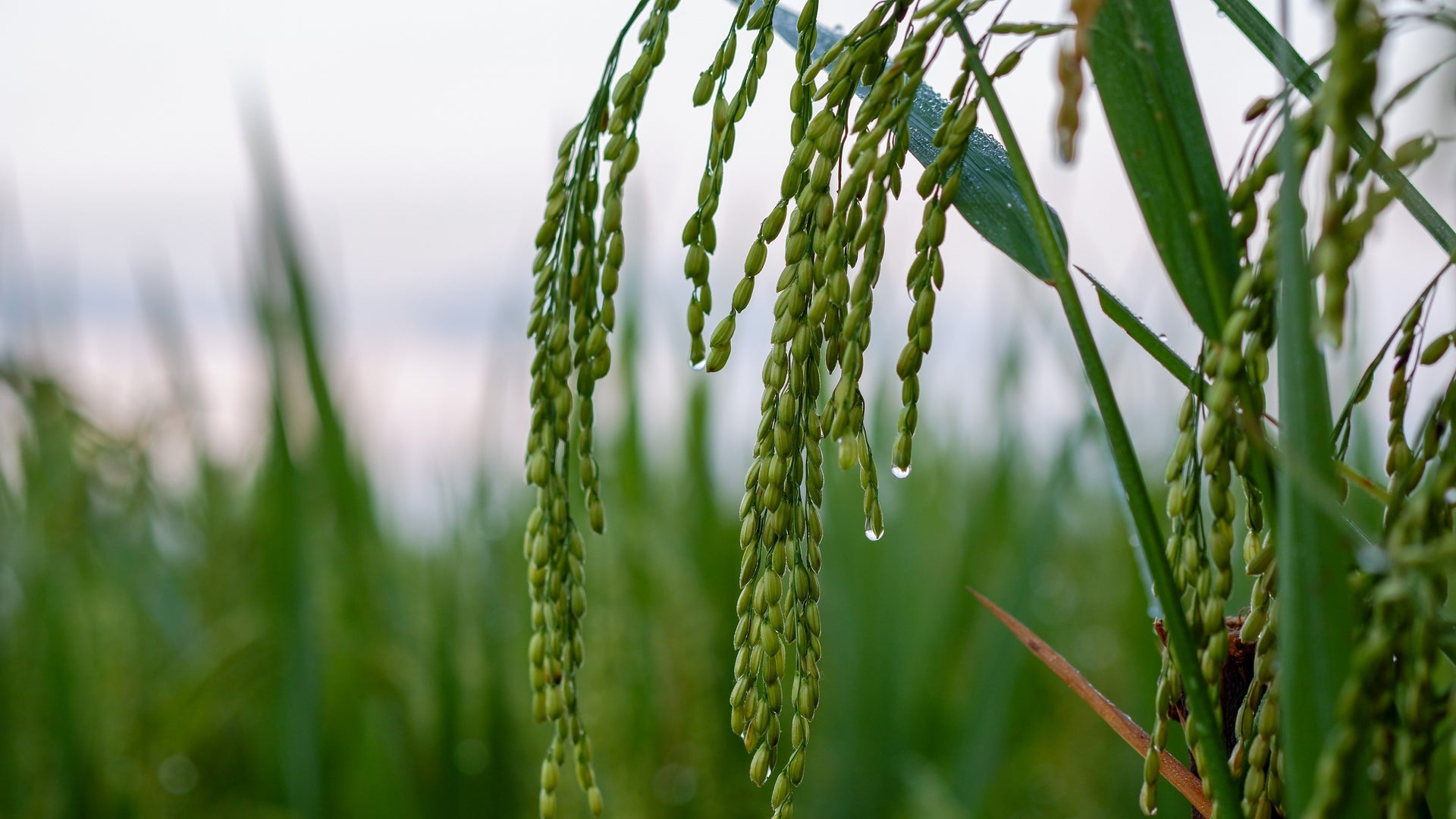 Plants can 'hear' rain coming, spurring them into action | Scientific  American