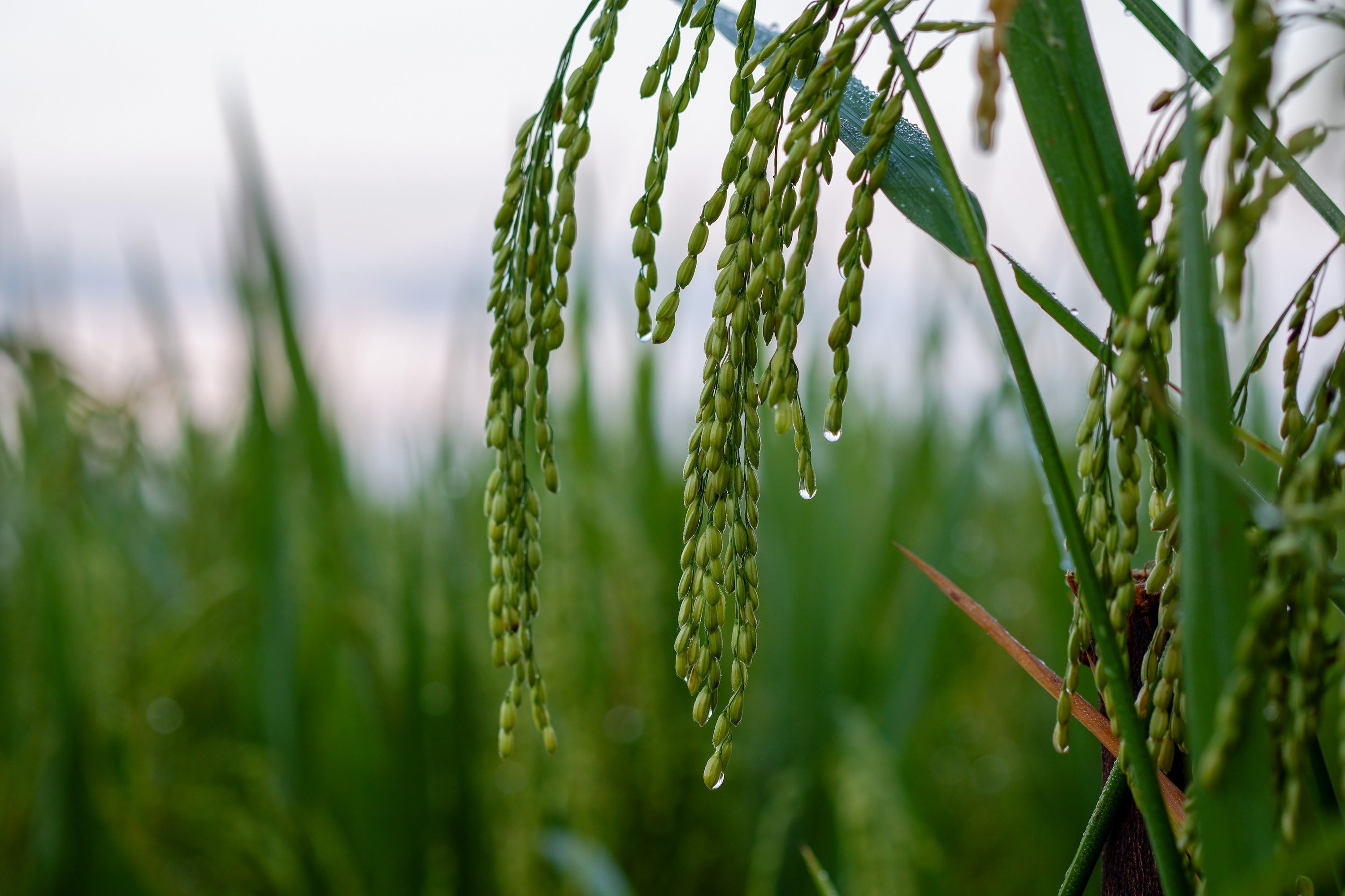 Close up drops of water on rice field in the morning.