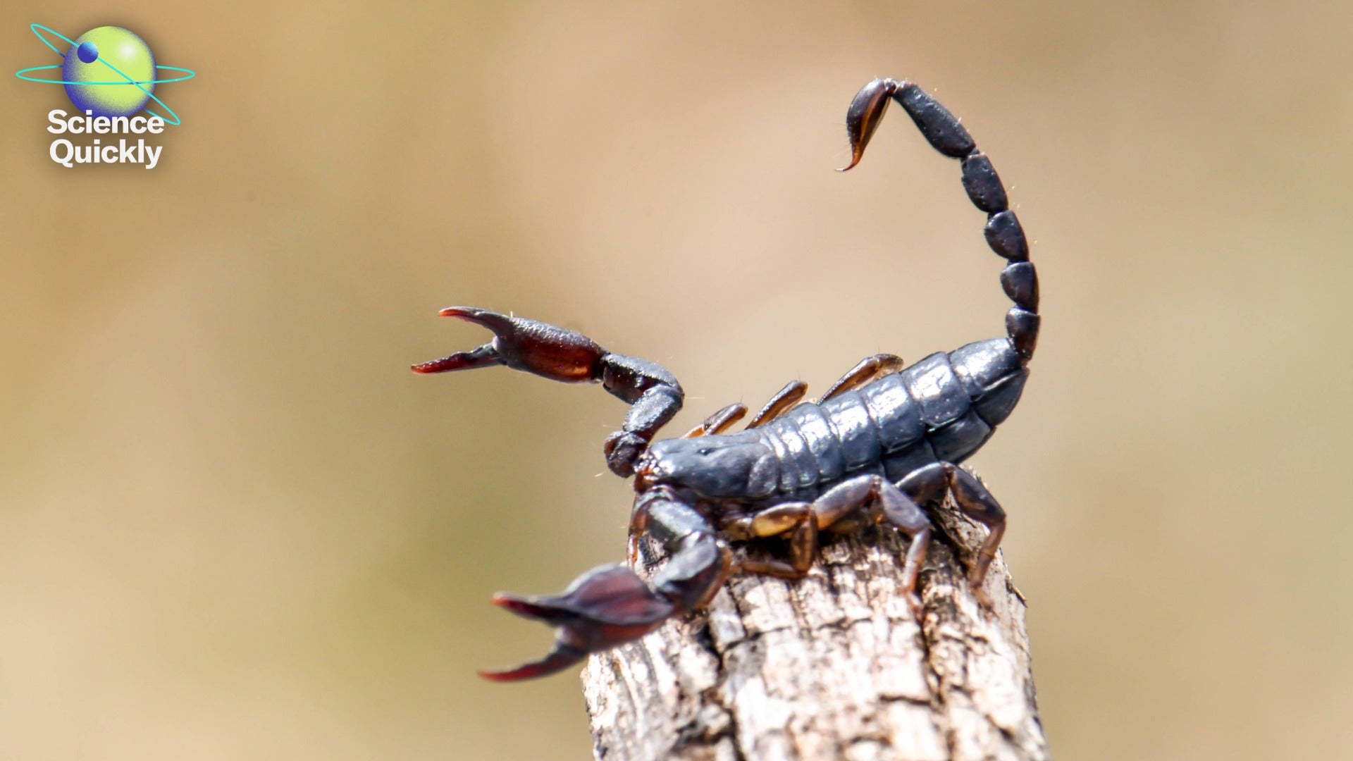 Illustration of a scorpion on a tree bark