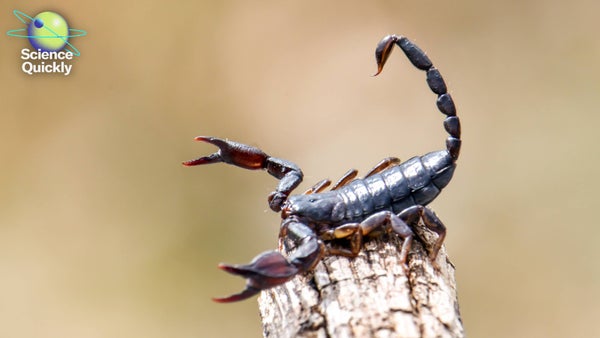 Illustration of a scorpion on a tree bark