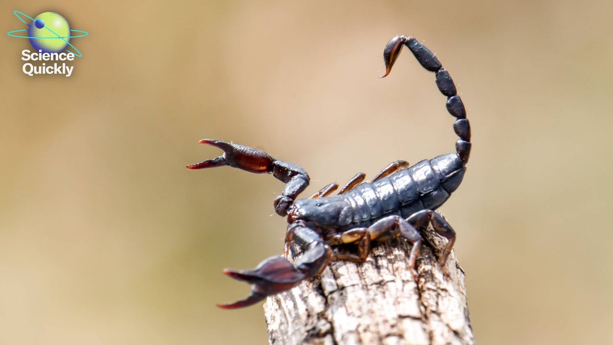 scientificamerican.com - Rachel Feltman - Metallic scorpion stingers, preeclampsia hope, canceled wind energy projects
