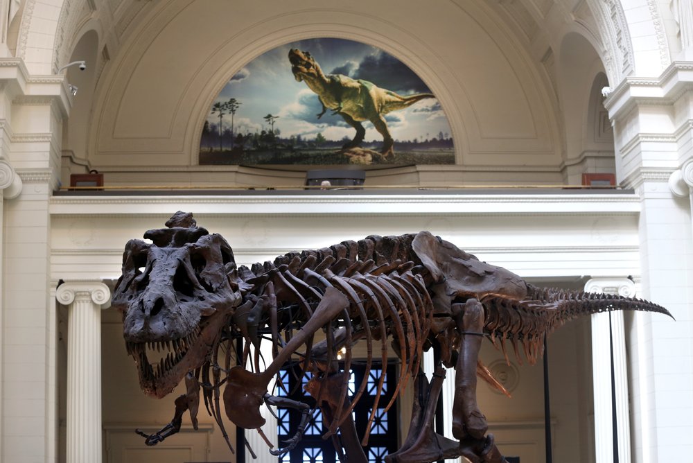 A T. Rex skeleton on display in a museum, right below an illustration of a live T. Rex.