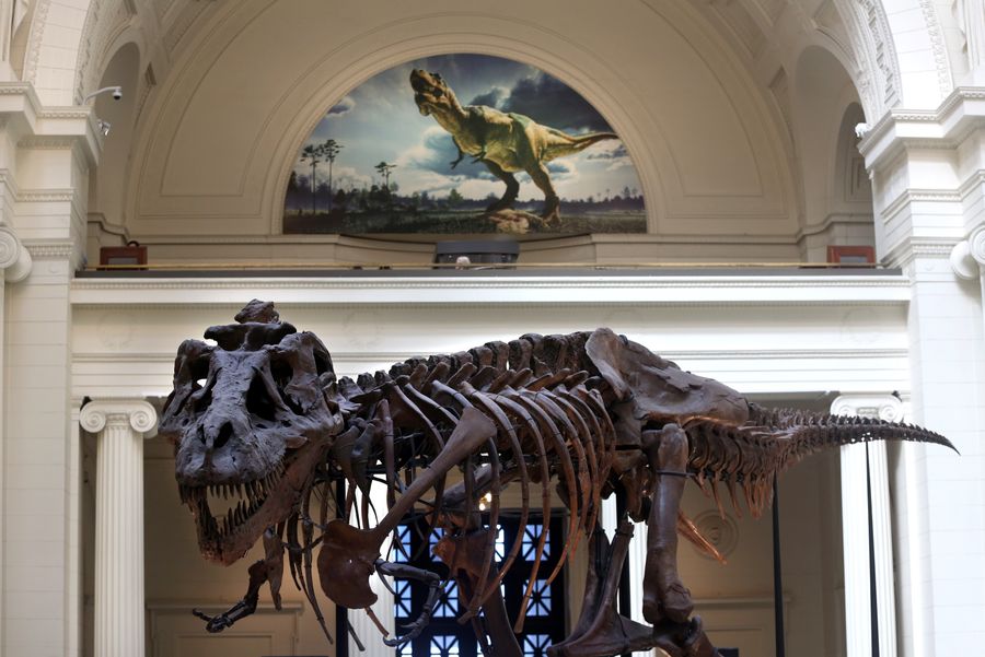 A T. Rex skeleton on display in a museum, right below an illustration of a live T. Rex.