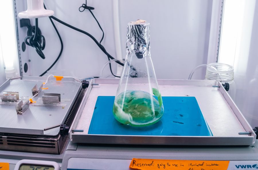 Green photosynthetic microbes grow in an Erlenmeyer flask in a laboratory setting.