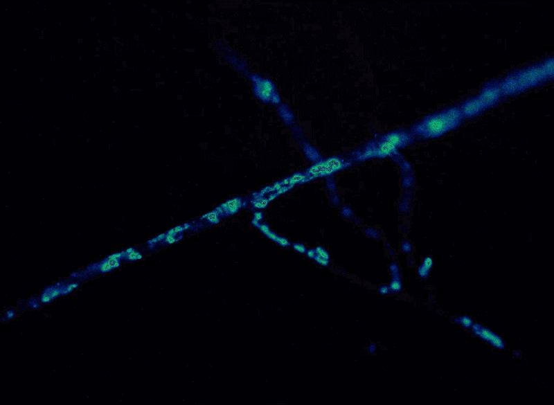 Green blobs flow through cool blue tubes.