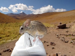 An Andean leaf-eared mouse