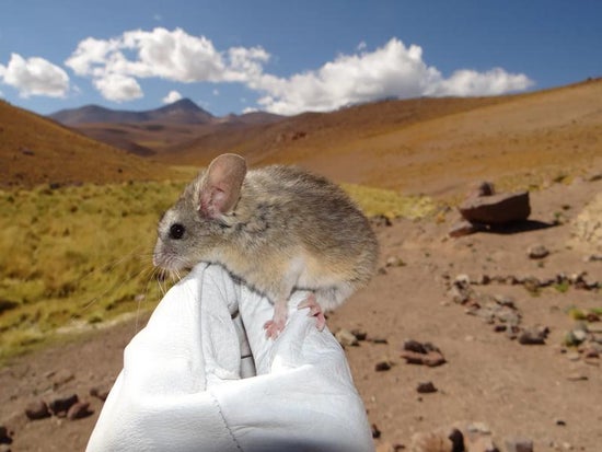 An Andean leaf-eared mouse