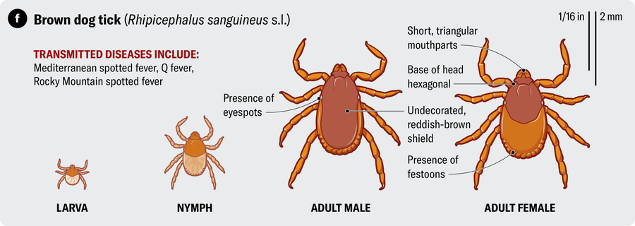 Anatomical illustration of a brown dog tick (Rhipicephalus sanguineus s.l.). Transmitted diseases include Mediterranean spotted fever, Q fever and Rocky Mountain spotted fever.