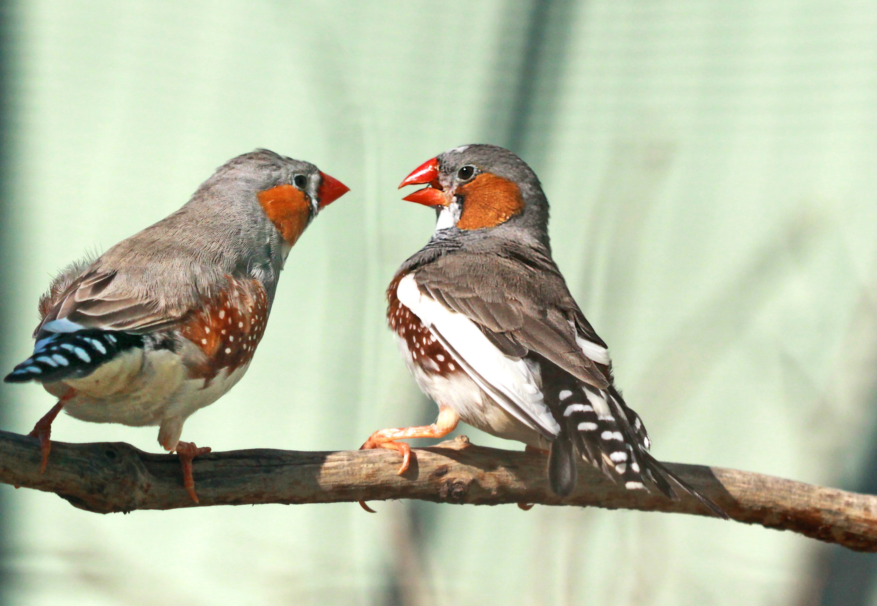 Two zebra finches perched together