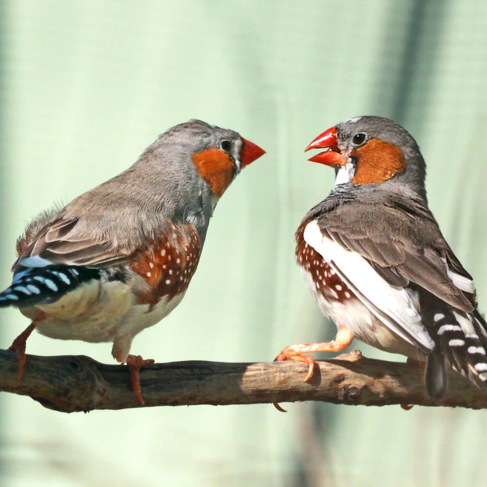 Julie Elie wins the 2026 Coller-Dolittle Prize for her research on zebra finch vocalizations; AI is helping decode animal communication.
