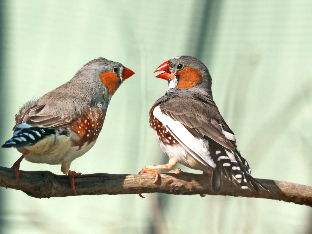 Elie wins $100,000 prize for decoding zebra finch communication, bringing humans closer to talking to animals.