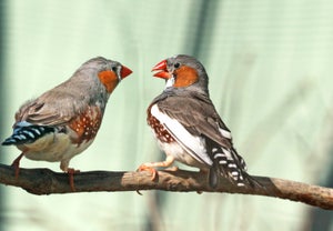 Two zebra finches on a branch