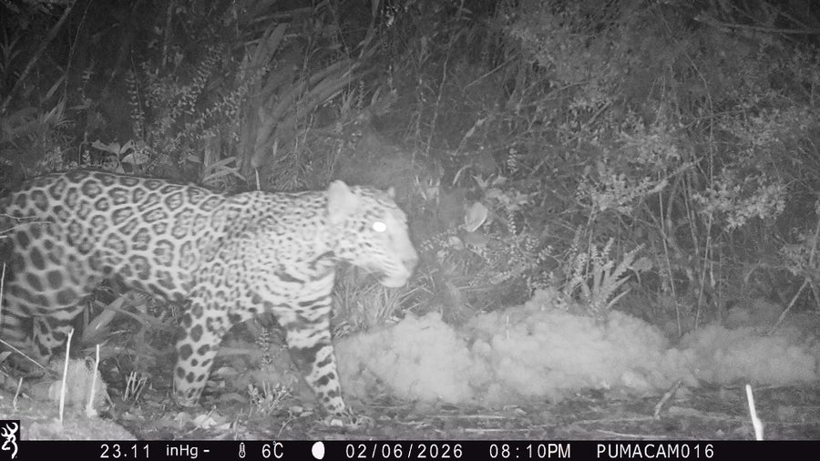 A night-vision image of the jaguar