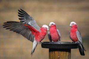 Three Galah Cockatoos with red bodies and gray/white wings perched on a feeding dish.