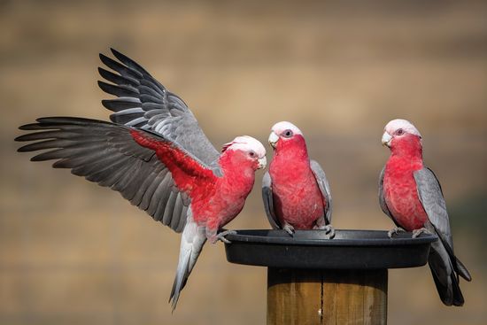 Three Galah Cockatoos with red bodies and gray/white wings perched on a feeding dish.
