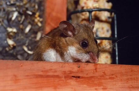 Photo of a deer mouse