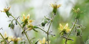 Yellow flowers.