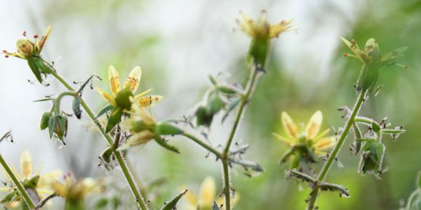 Yellow flowers.