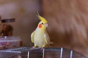 A yellow cockatiel sitting on top of a cage.