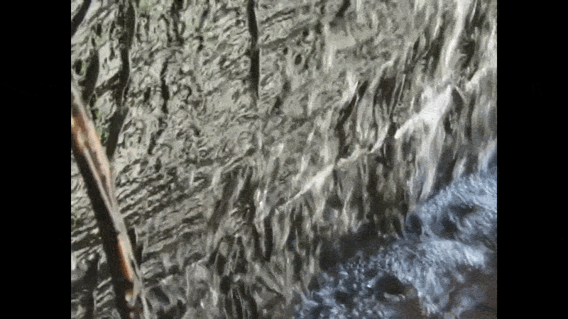 Small green-brown fish cling to a wet rock face and wriggle up the rocks beneath a rushing waterfall.