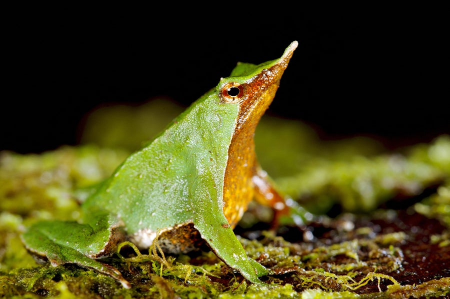 A green frog with tan underbelly.