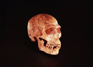 A neanderthal skull on a stark black background.