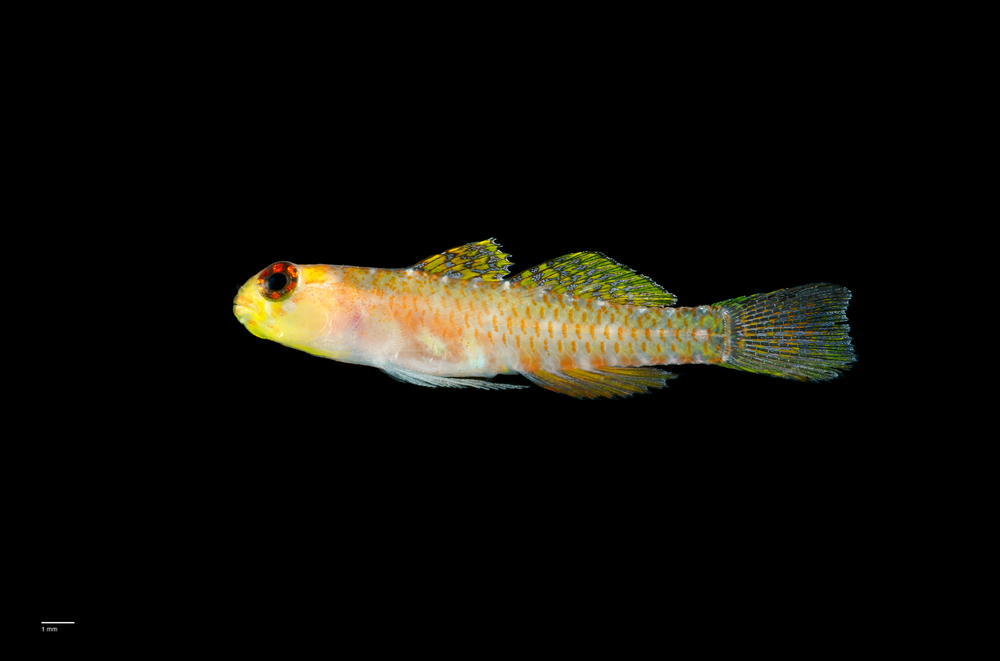 Esta imagen muestra un gobio enano de color amarillo brillante (un tipo de pez pequeño) con rayas anaranjadas y ojos rojos brillantes.