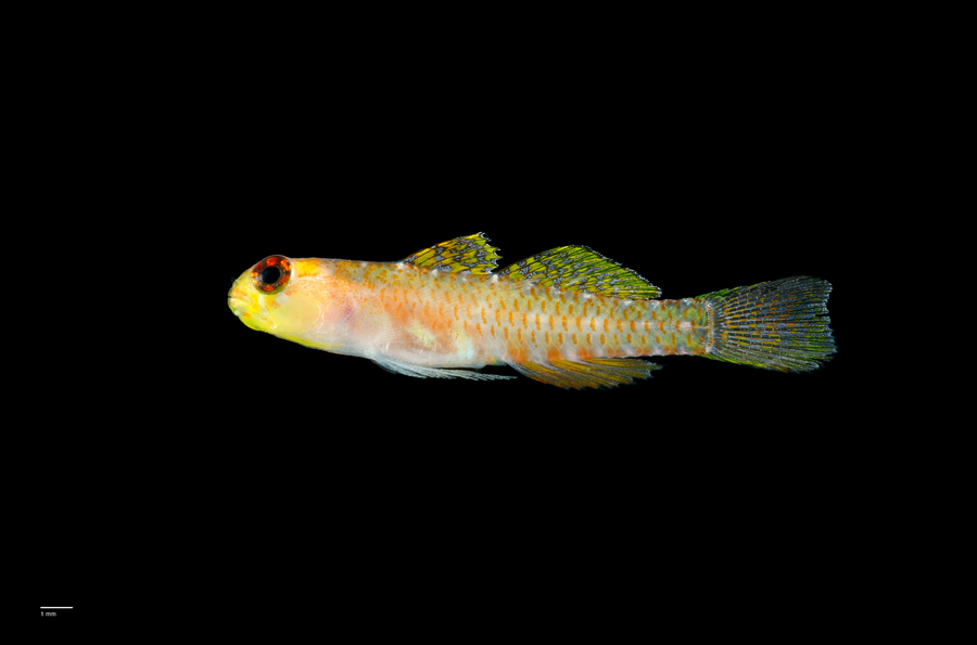 This image shows a bright yellow dwarfgoby (a type of small fish) with orange stripes and bright red eyes.