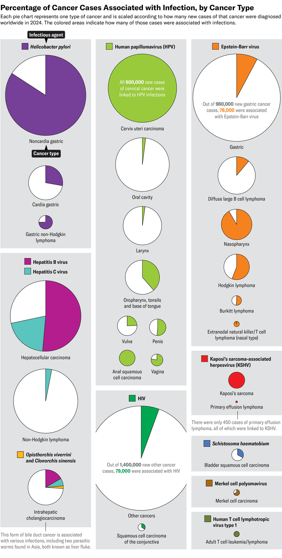 Graphic shows a series of pie charts, each representing one type of cancer, scaled according to how many new cases of that cancer were diagnosed in 2024. Colored areas of the pie charts indicate how many of those cases were associated with infections, with each infection shown in a different color.