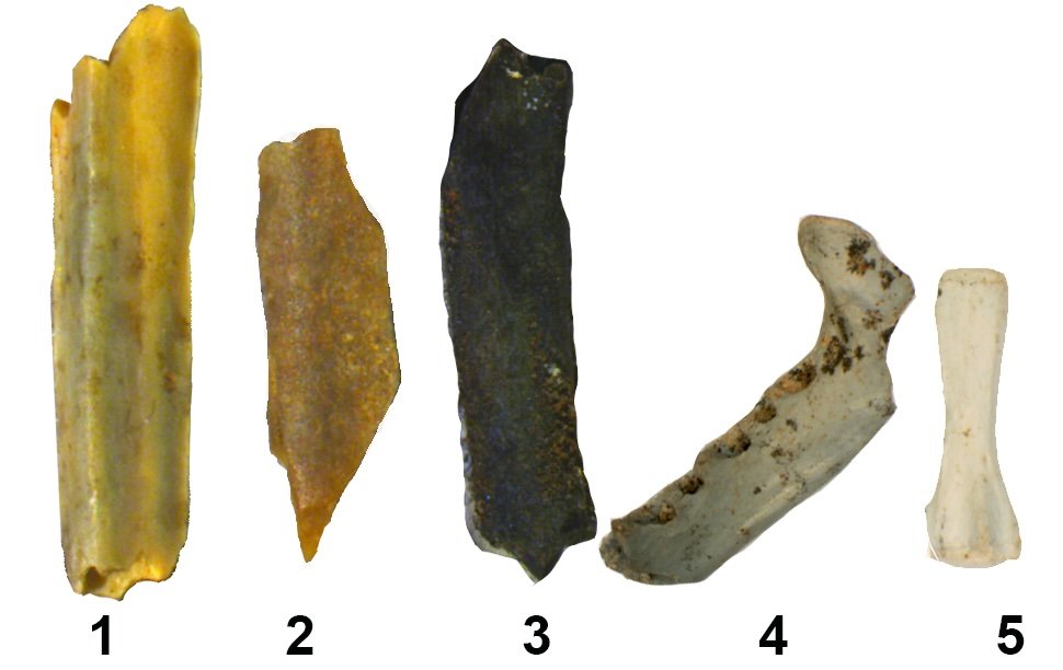 Burned animal bones from Wonderwerk Cave used to date early human fire use