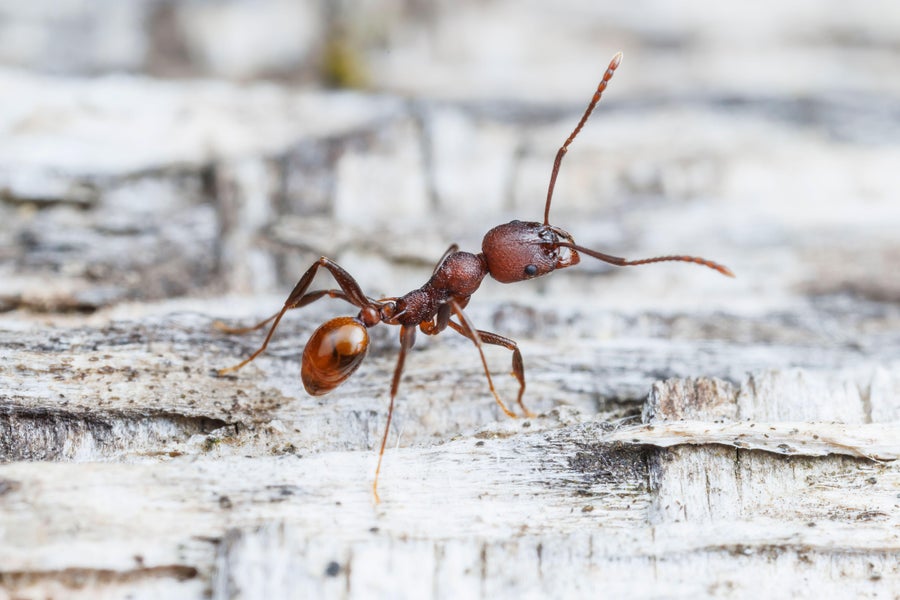 Ant on ground