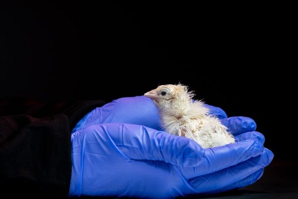 A chicken hatched from an artificial egg created by Colossal Biosciences.